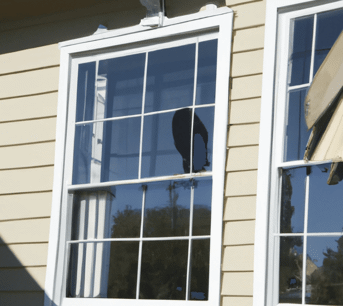 a bird on a window
