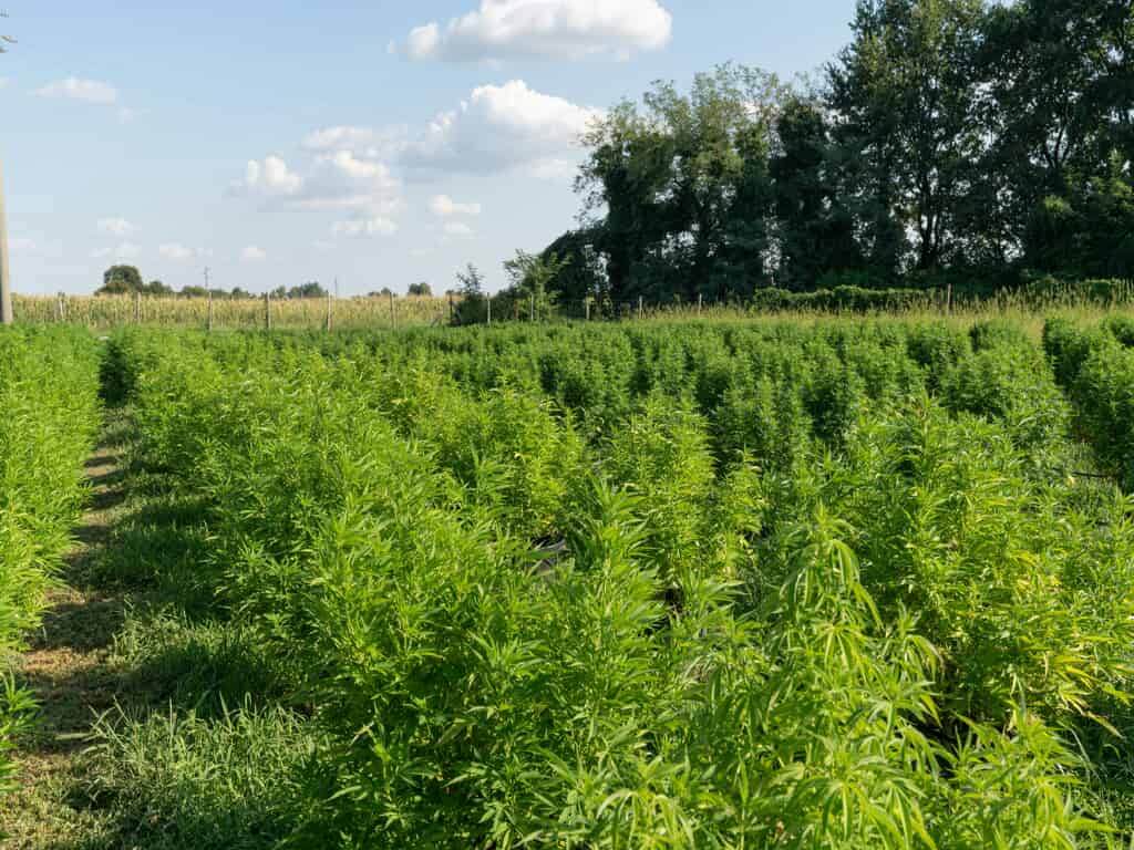 marijuana - cannabis field